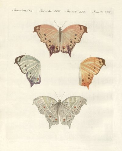 Farfalle rare da German School