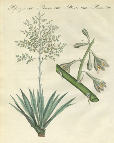 Piante straniere rare da German School