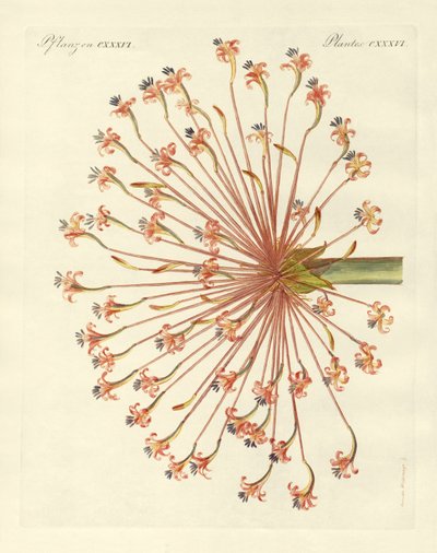 Piante ornamentali rare (incisione colorata) da German School