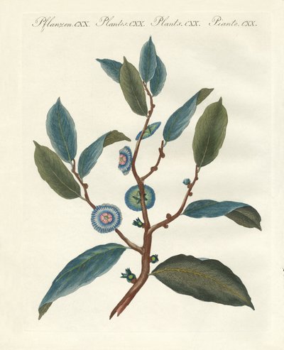 Piante ornamentali rare da German School