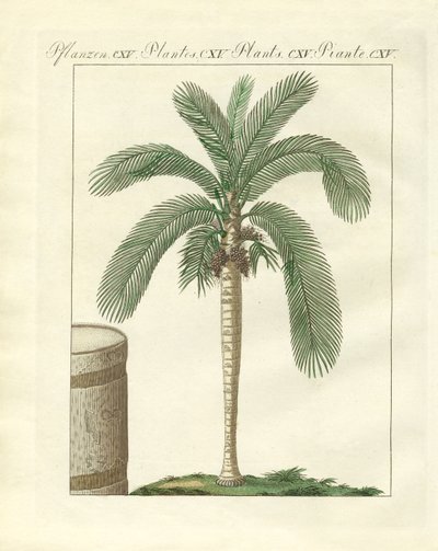 Alberi rari (incisione colorata) da German School