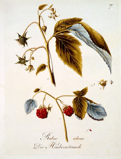 Lampone, illustrazione da un libro di fiori selvatici tedeschi di Johann Daniel von Reitter, pubblicato c.1803-5 da German School