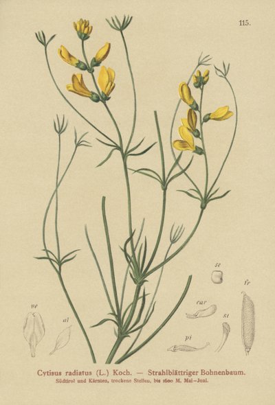 Ginestra raggiata (Cytisus radiatus, Cytisanthus radiatus, Genista radiata) da German School