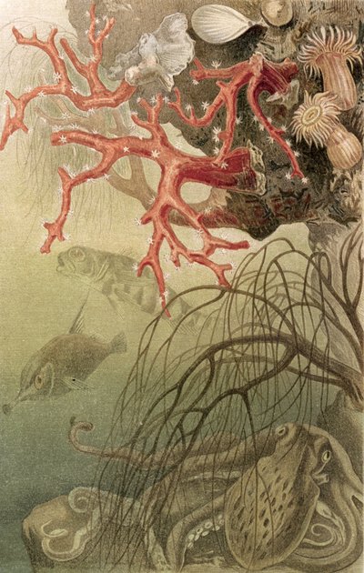 Corallo rosso, tavola da Brehms Tierleben: Allgemeine Kunde des Tierreichs, vol.10, p.608, pubblicato da Bibliographisches Institut da German School