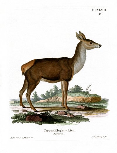 Cervo rosso da German School
