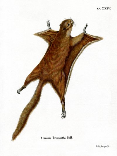Scoiattolo volante gigante rosso da German School