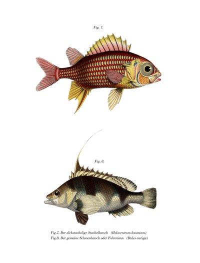 Pesce scoiattolo rosso da German School