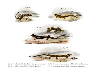Salamandra dalla schiena rossa da German School