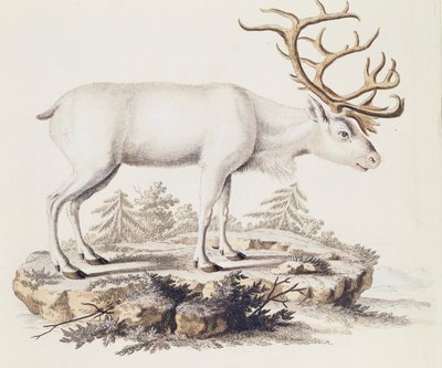 Renna (Cervus tarandus), da Mammiferi illustrati dalla Natura con descrizioni, di Johann Christian Daniel von Schreber (1739-1810), incisione di I Nufsbiegel, volume 5, tavola 248-C, Germania da German School