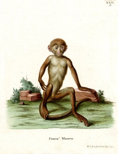Macaco Rhesus da German School