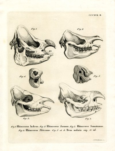 Teschi di rinoceronte da German School