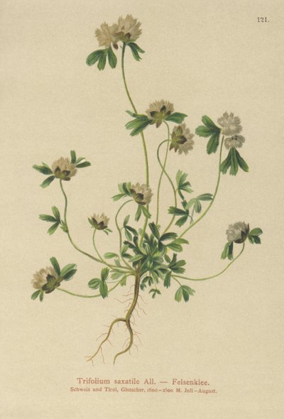 Trifoglio delle rocce (Trifolium saxatile) da German School