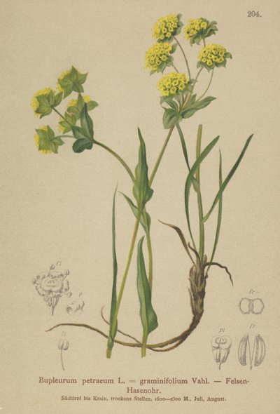 Bupleuro rupestre (Bupleurum petraeum, Bupleurum graminifolium) da German School