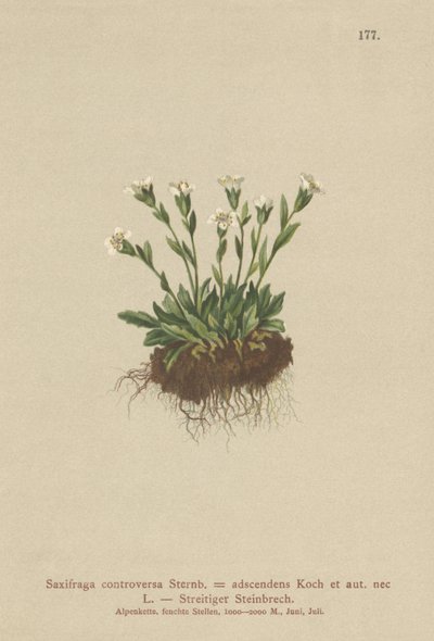 Sassifraga rupestre (Saxifraga controversa, Saxifraga adscendens) da German School