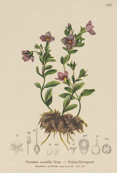 Veronica saxatilis da German School