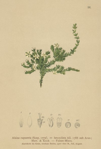 Alsine rupestris da German School