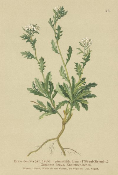 Cardamine (Braya dentata, Braya pinnatifida, Murbeckiella pinnatifida, Arabette pennatifide, Erba Cornacchia pennatifida) da German School