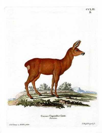 Capriolo da German School