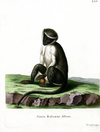 Guenon Roloway da German School