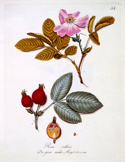 Rosa villosa, illustrazione da un libro di fiori selvatici tedeschi di Johann Daniel von Reitter, pubblicato c.1803-5 da German School