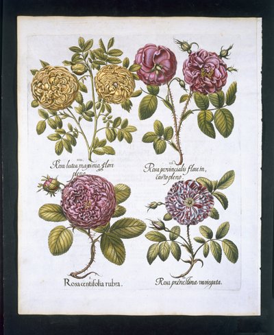 Rose, tavola 95 da Hortus Eystettensis di Basil Besler (1561-1629) pubblicato nel 1613 da German School
