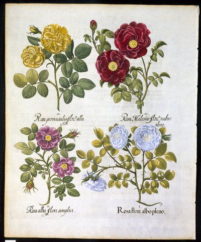 Rose, tavola 96 da Hortus Eystettensis di Basil Besler (1561-1629) pubblicato nel 1613 da German School