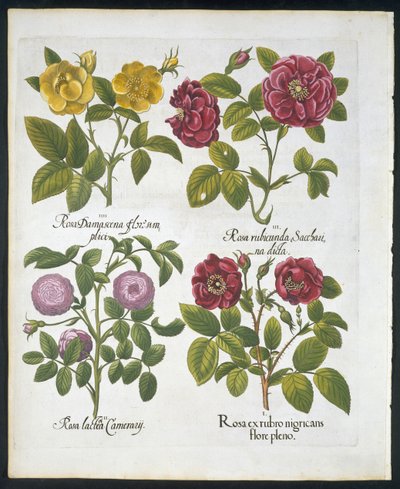 Rose, tavola 96 da Hortus Eystettensis di Basil Besler (1561-1629) pubblicato nel 1613 da German School