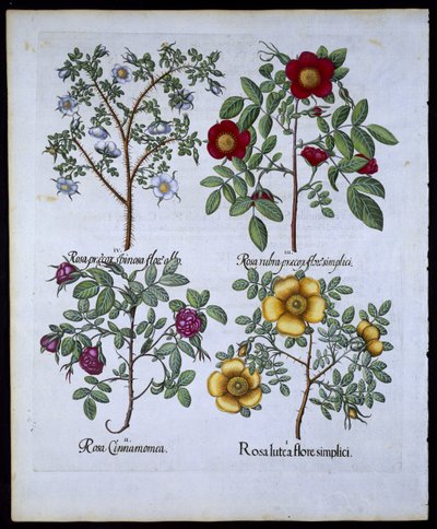 Rose, tavola 98 da Hortus Eystettensis di Basil Besler (1561-1629) pubblicato nel 1613 da German School