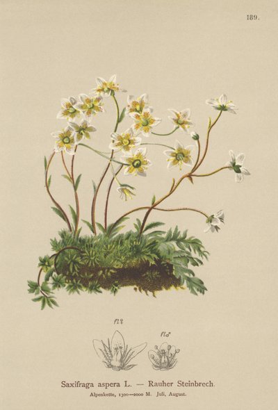 Sassifraga ruvida (Saxifraga aspera) da German School