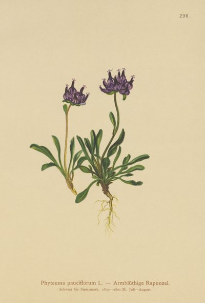 Raponzolo a testa rotonda (Phyteuma pauciflorum, Rapunculus pauciflorus, Phyteuma globulariifolium) da German School