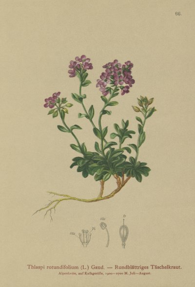 Thlaspi rotundifolium da German School