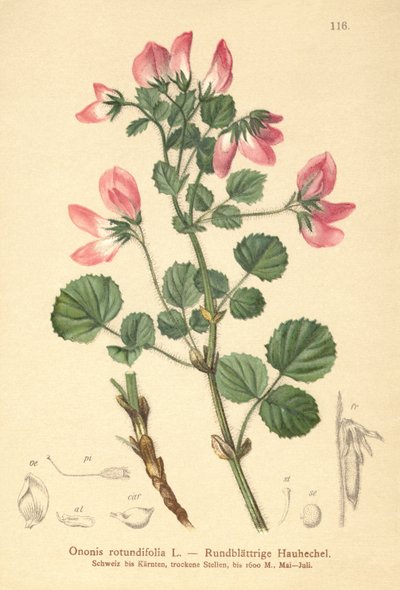 Ononide a foglie rotonde (Ononis rotundifolia, Ononis tribracteata) da German School