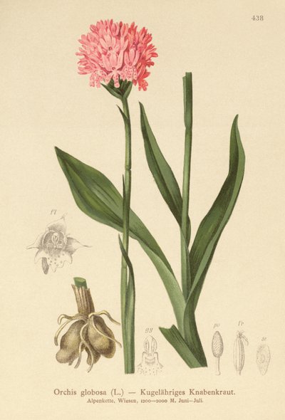Orchis globosa, Traunsteinera globosa da German School