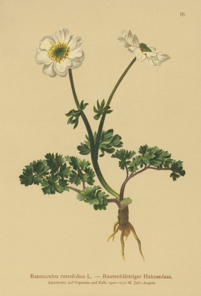 Ranuncolo a foglie di ruta (Ranunculus rutaefolius) da German School