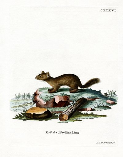 Zibellino da German School