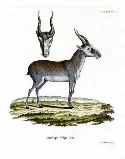 Saiga da German School