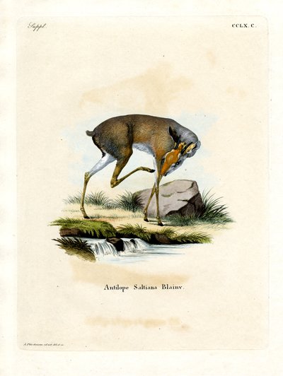 Dik-dik di Salt da German School
