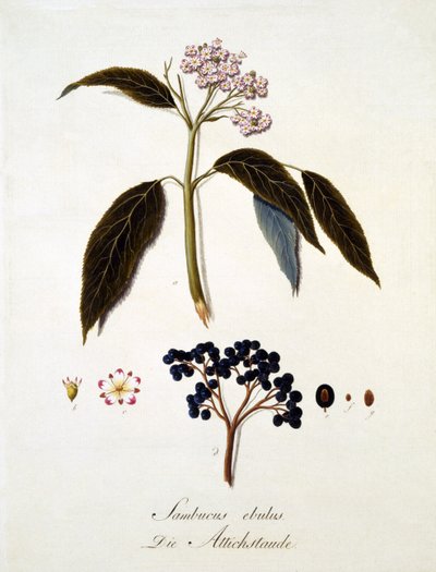 Sambucus Ebulus, da 