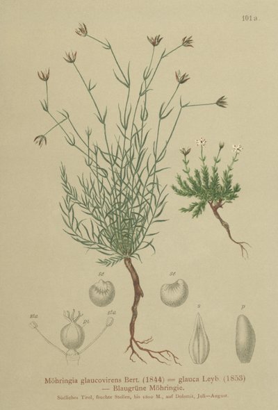 Moehringia glaucovirens da German School