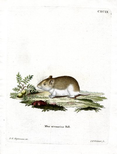 Ratto talpa sabbioso da German School