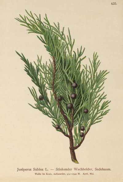 Juniperus Sabina da German School