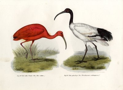 Ibis scarlatto da German School