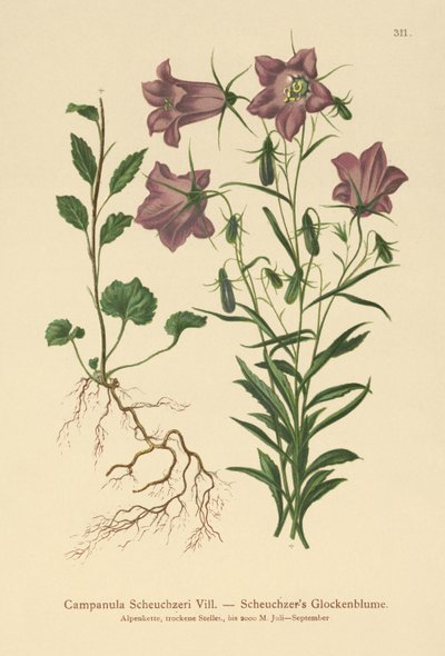 Campanula di Scheuchzer (Campanula Scheuzeri) da German School
