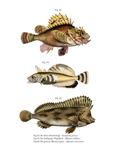 Pesce Scorpione da German School