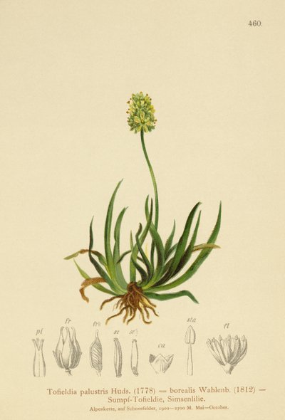 Tofieldia calyculata, Tofieldia palustris, Tofieldia borealis, Tofieldia pusilla da German School