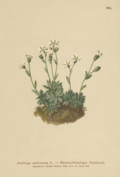 Sassifraga androsacea (Saxifraga androsacea) da German School