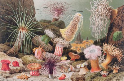 Anemone di mare, tavola da Brehms Tierleben: Allgemeine Kunde des Tierreichs, vol.10, p.581, pubblicato da Bibliographisches Institut da German School