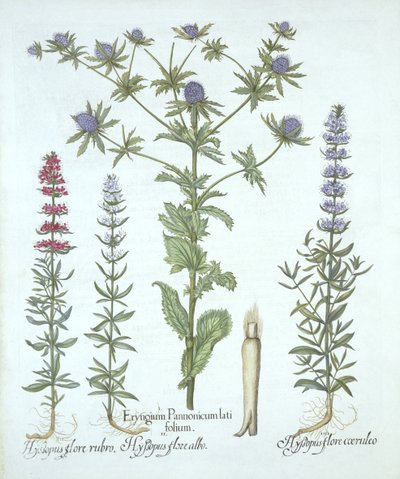 Agrifoglio marino e tre tipi di issopo, da Hortus Eystettensis, di Basil Besler, pub. 1613 da German School