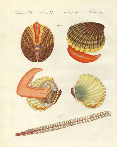 Creature marine da German School