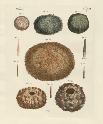 Riccio di mare da German School